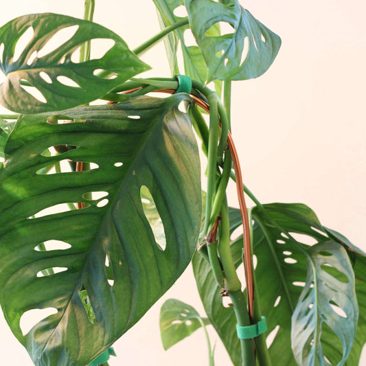 Arch Plant Trellis Support for Climbing Houseplants