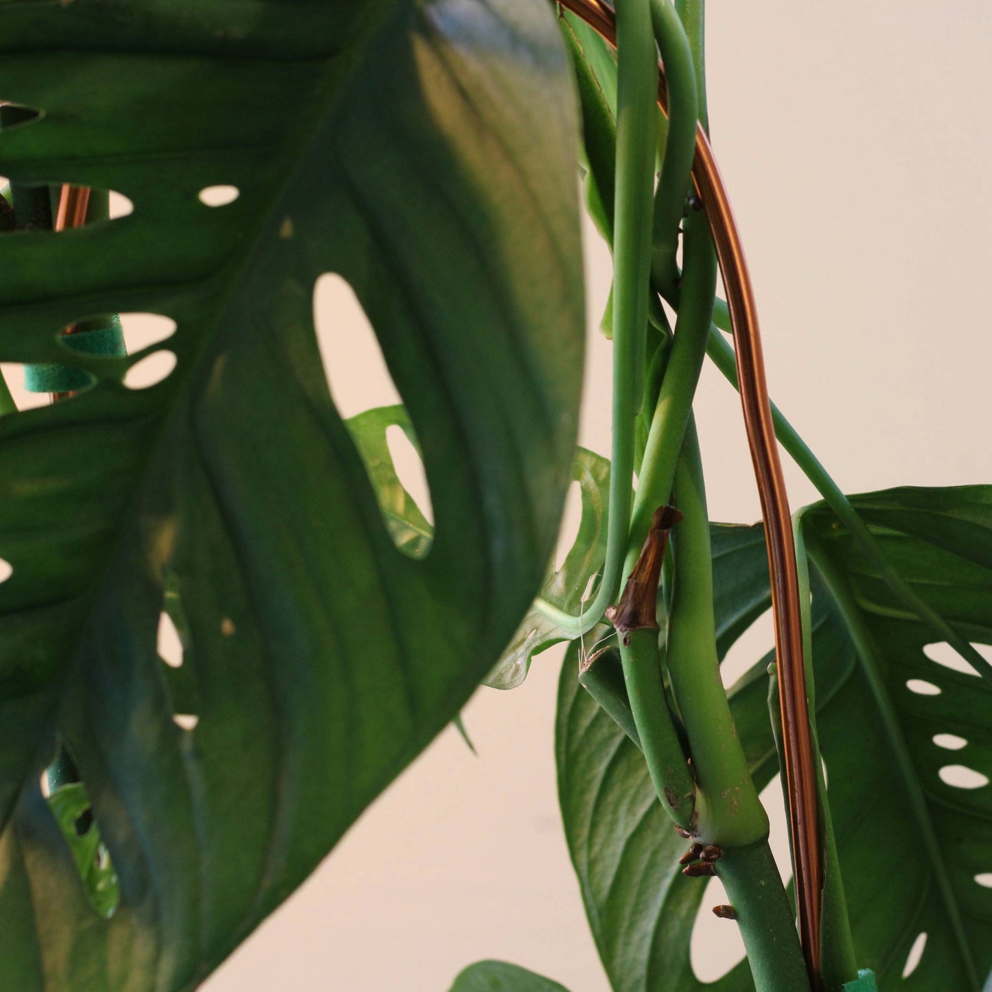Arch Plant Trellis Support for Climbing Houseplants