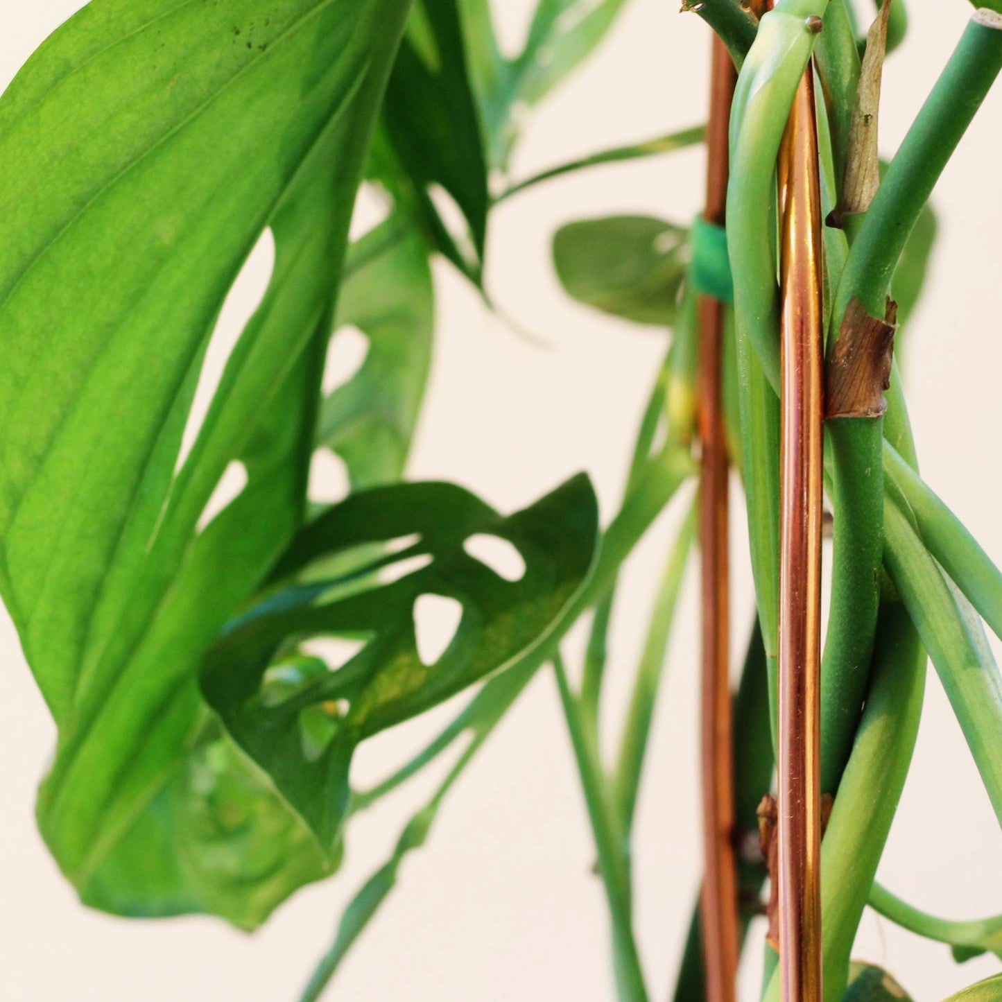 Arch Plant Trellis Support for Climbing Houseplants