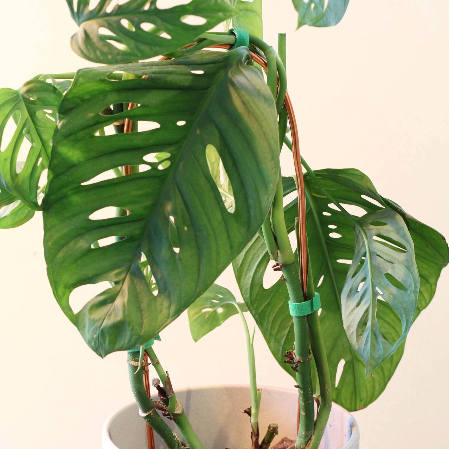 Arch Plant Trellis Support for Climbing Houseplants