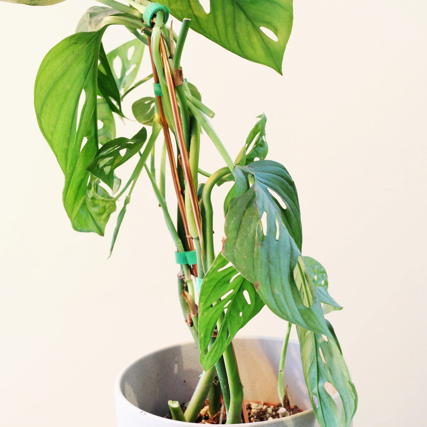 Arch Plant Trellis Support for Climbing Houseplants