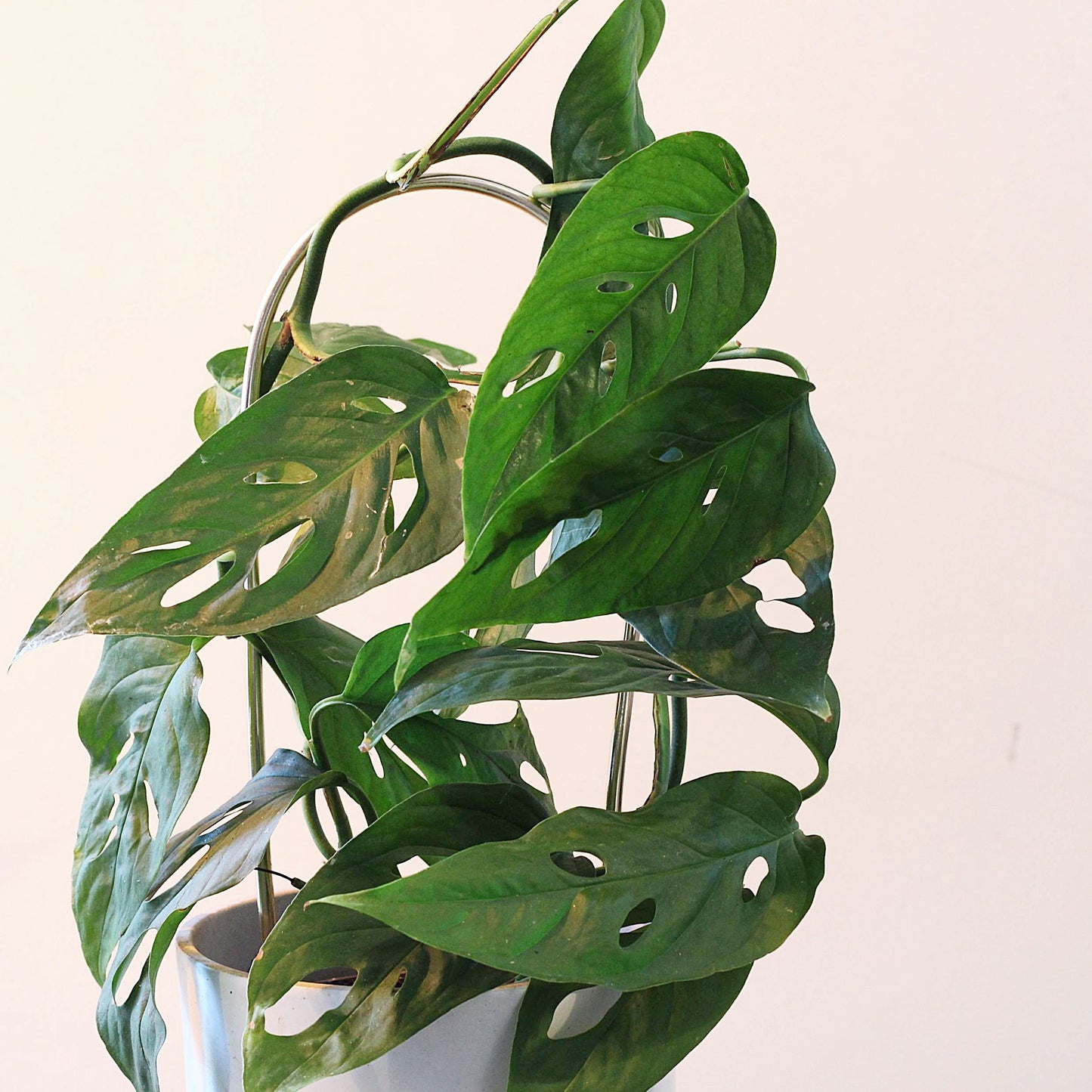 Arch Plant Trellis Support for Climbing Houseplants