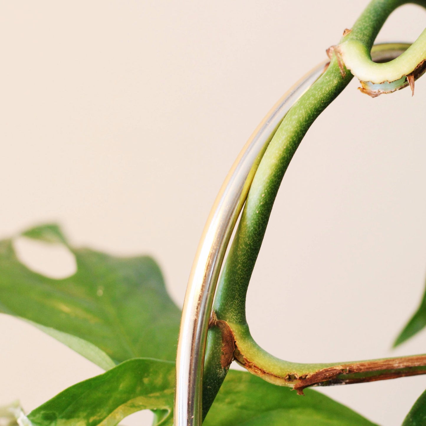 Arch Plant Trellis Support for Climbing Houseplants