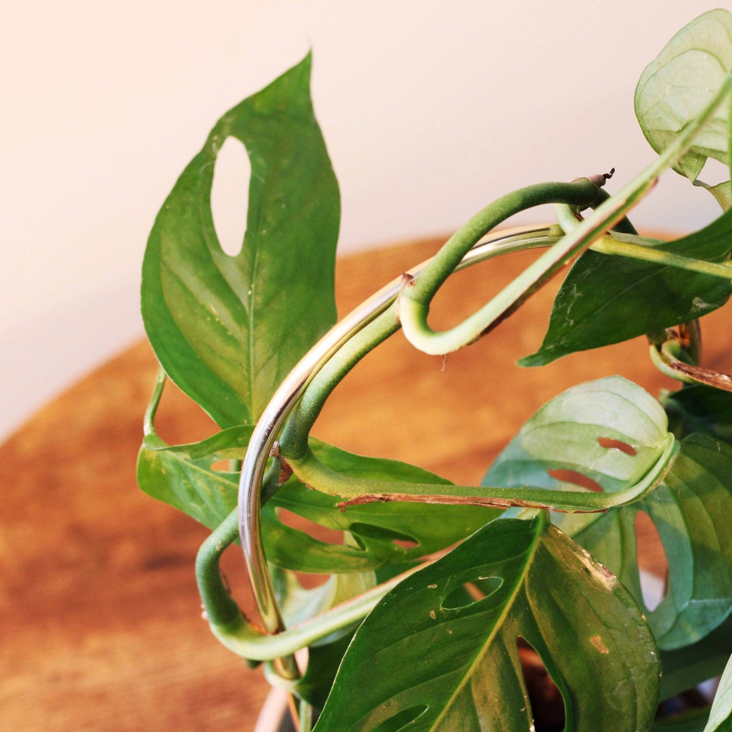 Arch Plant Trellis Support for Climbing Houseplants