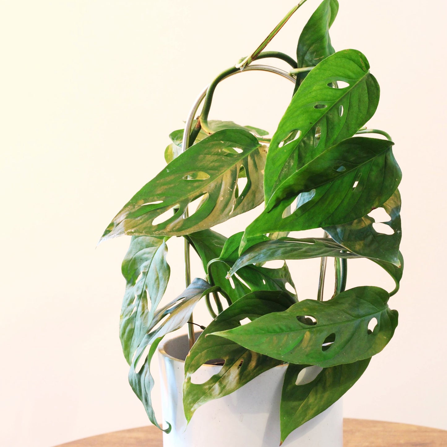 Arch Plant Trellis Support for Climbing Houseplants