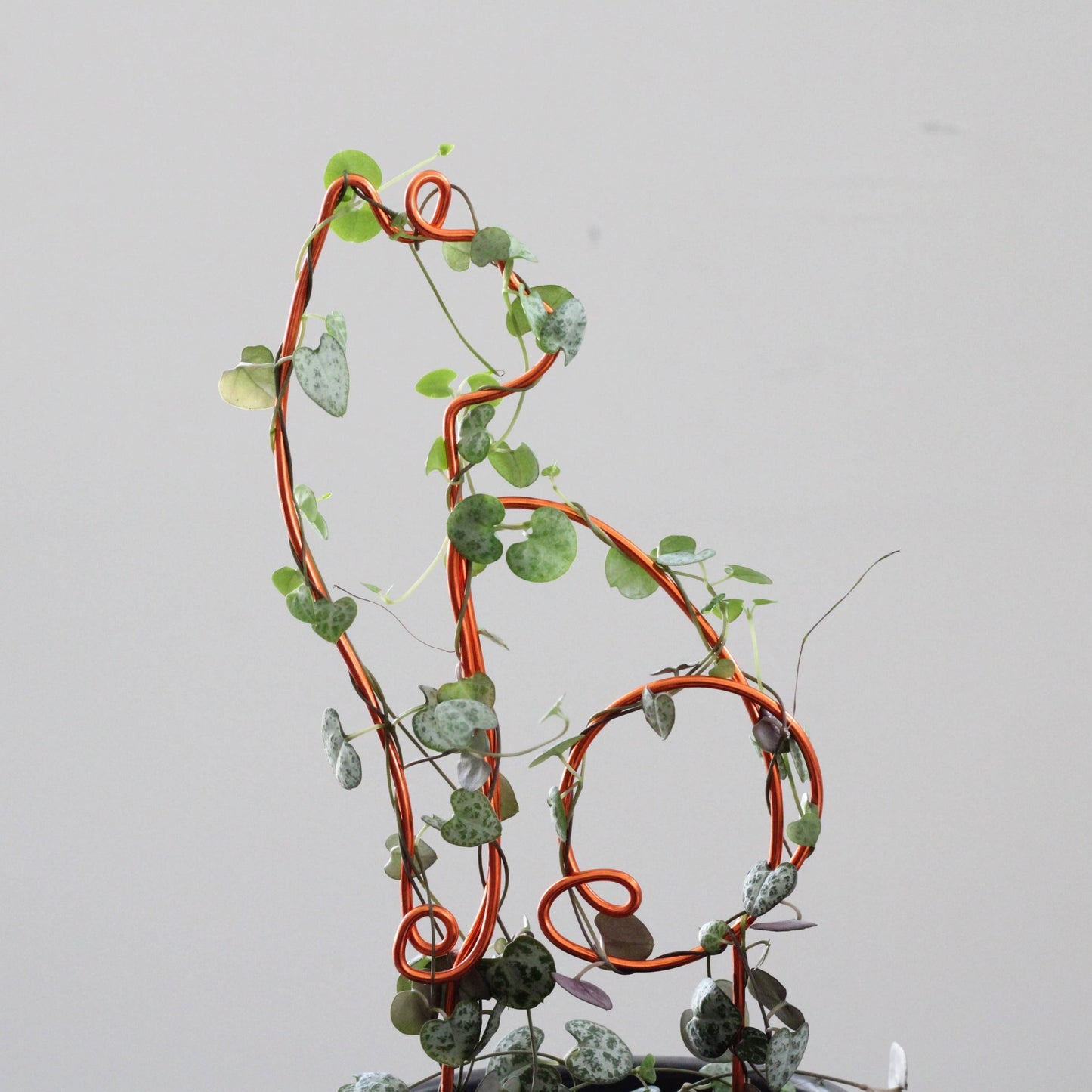Cat-shaped plant trellis handcrafted from sustainable aluminium wire in a rich copper tone; a playful, decorative support for trailing plants like String of Hearts, perfect for pet lovers and plant enthusiasts.