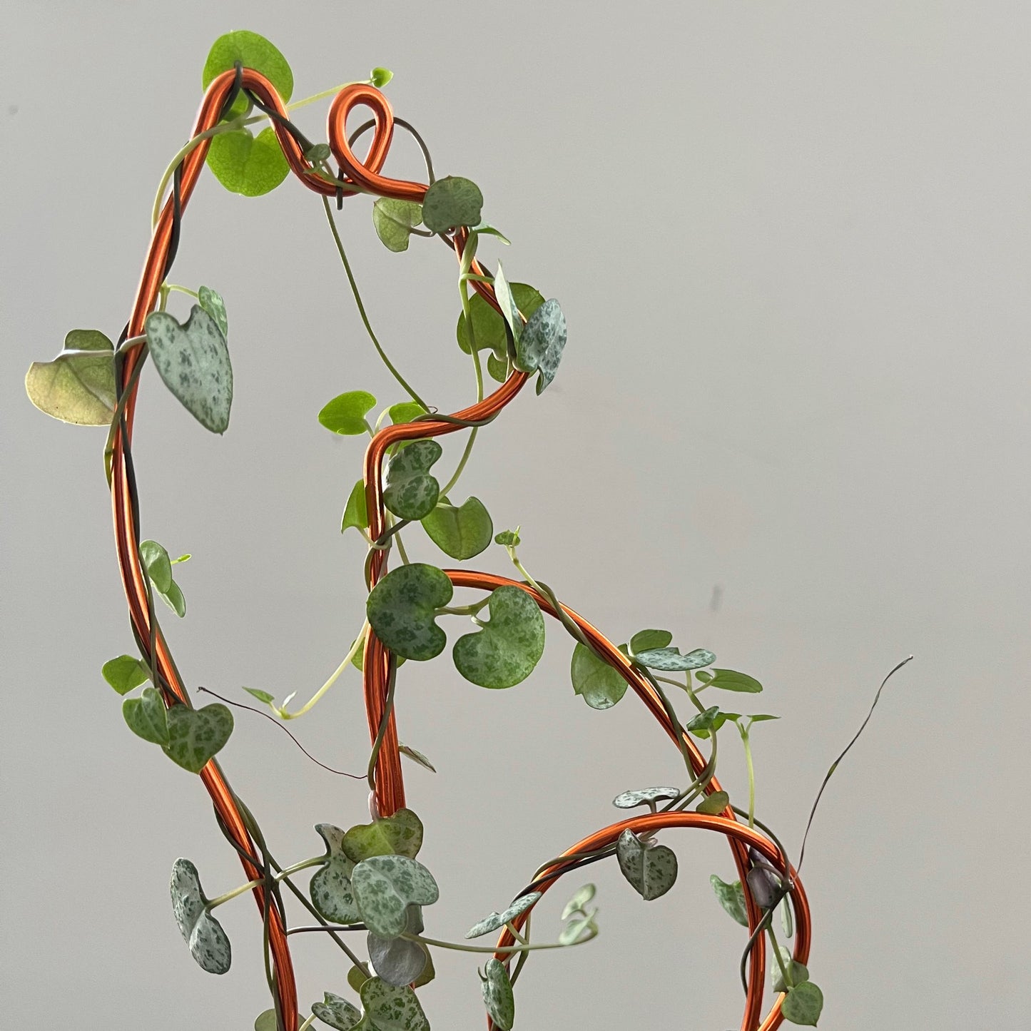 Cat-shaped plant trellis handcrafted from sustainable aluminium wire in a rich copper tone; a playful, decorative support for trailing plants like String of Hearts, perfect for pet lovers and plant enthusiasts.