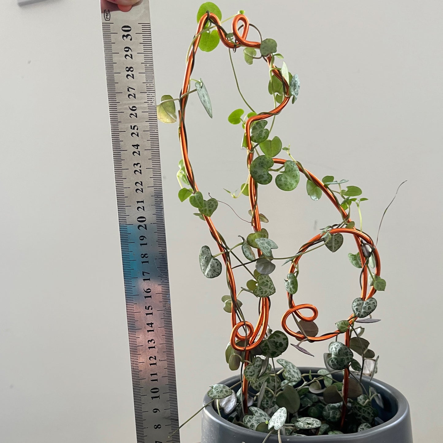 Cat-shaped plant trellis handcrafted from sustainable aluminium wire in a rich copper tone; a playful, decorative support for trailing plants like String of Hearts, perfect for pet lovers and plant enthusiasts.