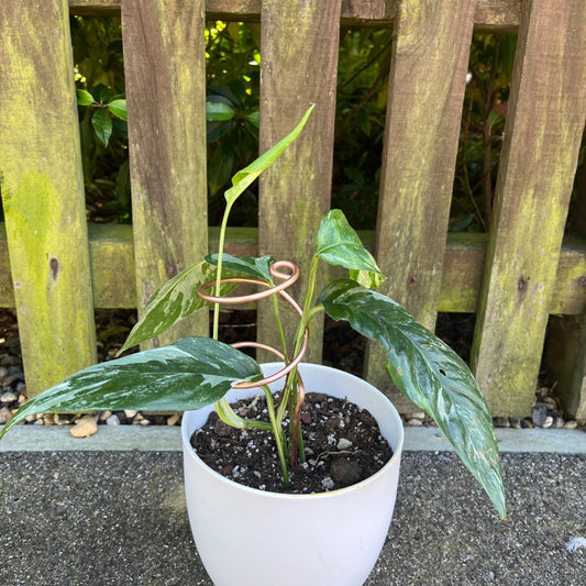 Double spiral plant support made from light copper aluminium, propping up a leafy Syngonium in a white pot, placed outdoors against a wooden fence.