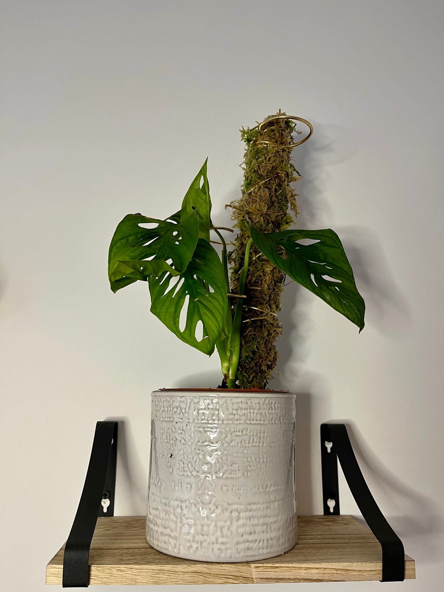 Stackable Living Moss Pole – Real Sphagnum Moss Support