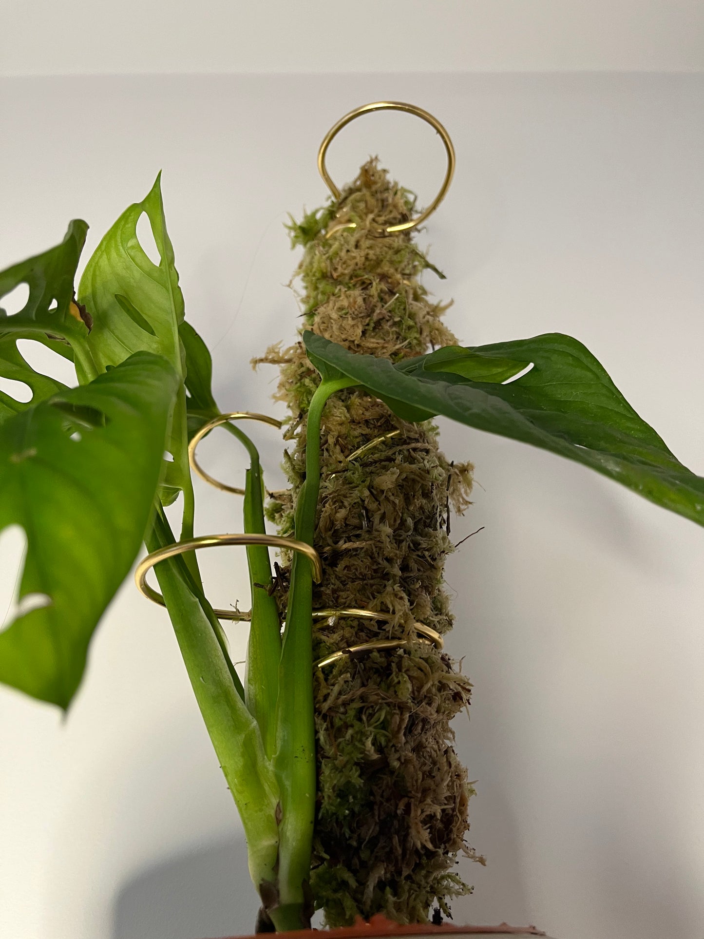 Stackable Living Moss Pole – Real Sphagnum Moss Support