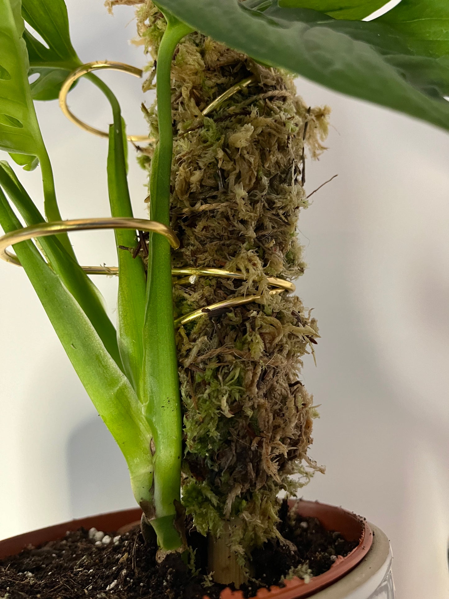 Stackable Living Moss Pole – Real Sphagnum Moss Support