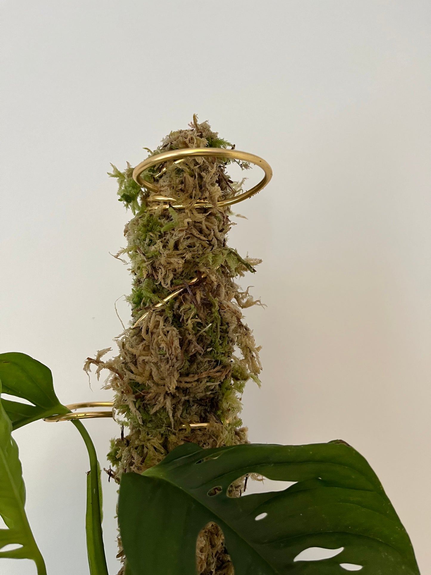 Stackable Living Moss Pole – Real Sphagnum Moss Support