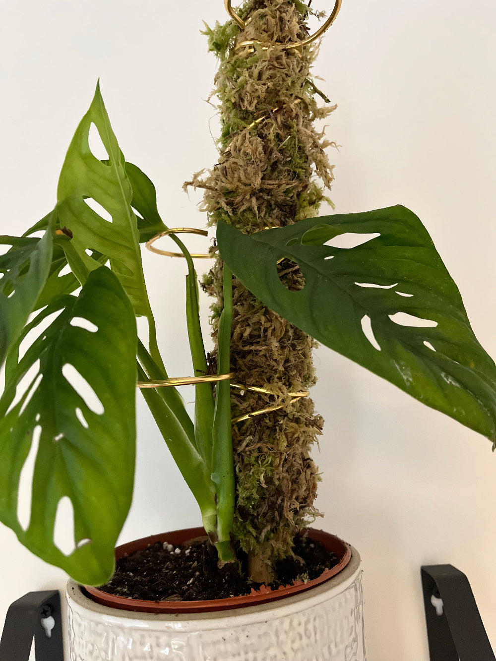 Stackable Living Moss Pole – Real Sphagnum Moss Support
