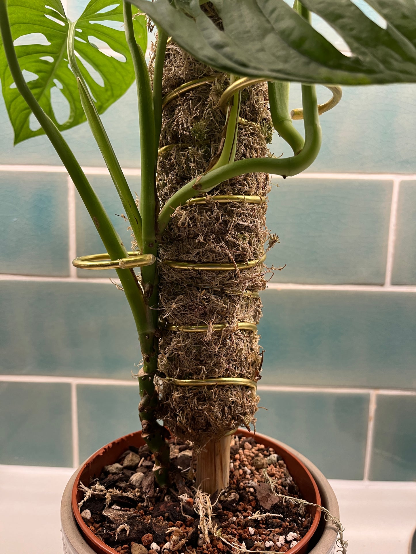 Stackable Living Moss Pole – Real Sphagnum Moss Support
