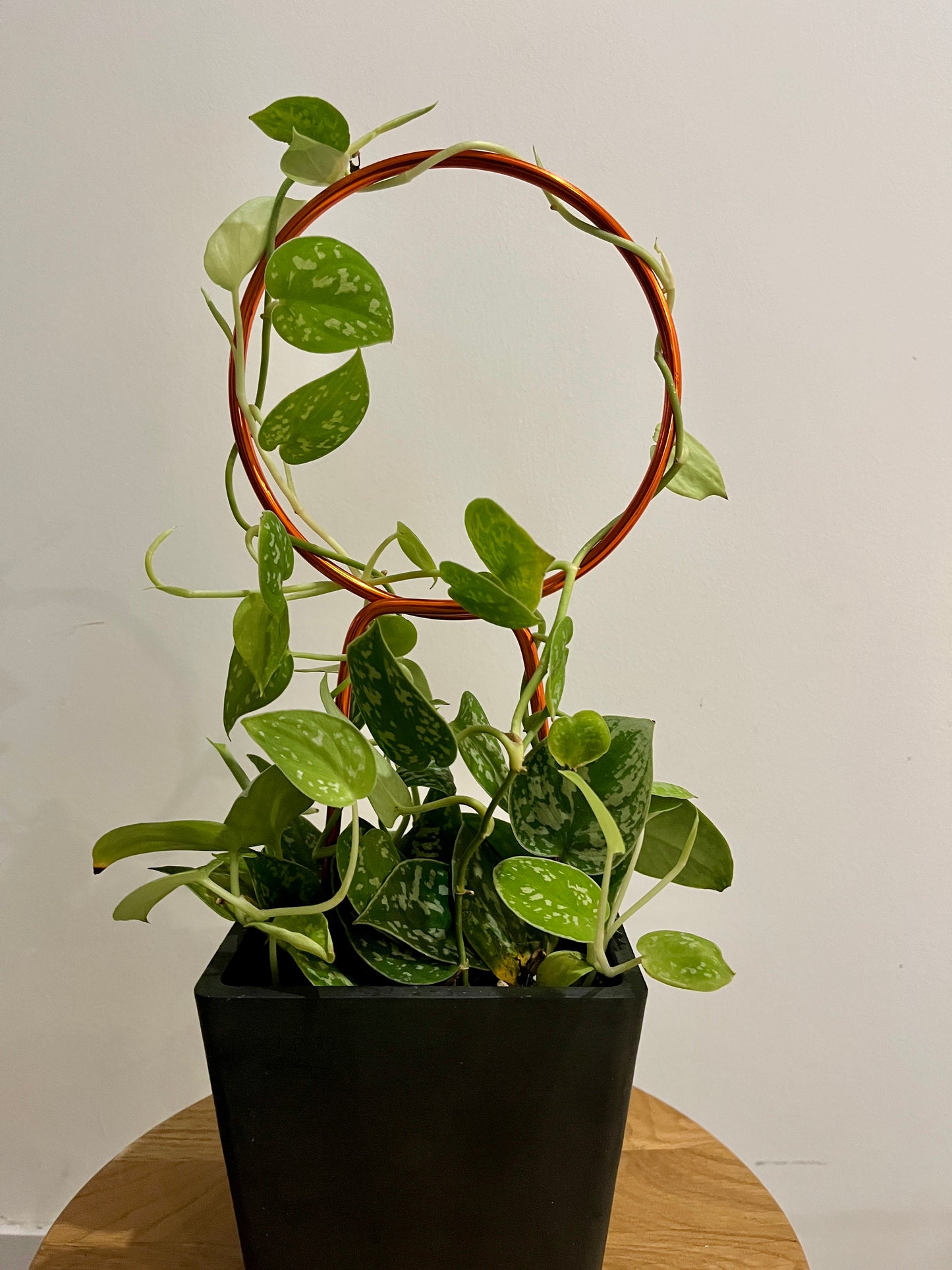 Round trellis