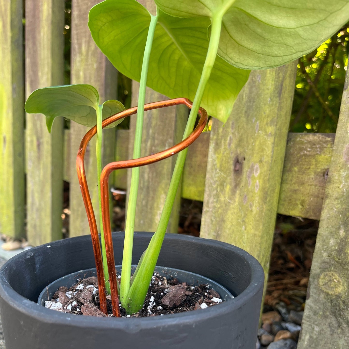 Leaf-shaped plant support handcrafted from sustainably sourced coloured aluminium in a rich dark copper finish; designed to support leggy plants with both function and elegance.