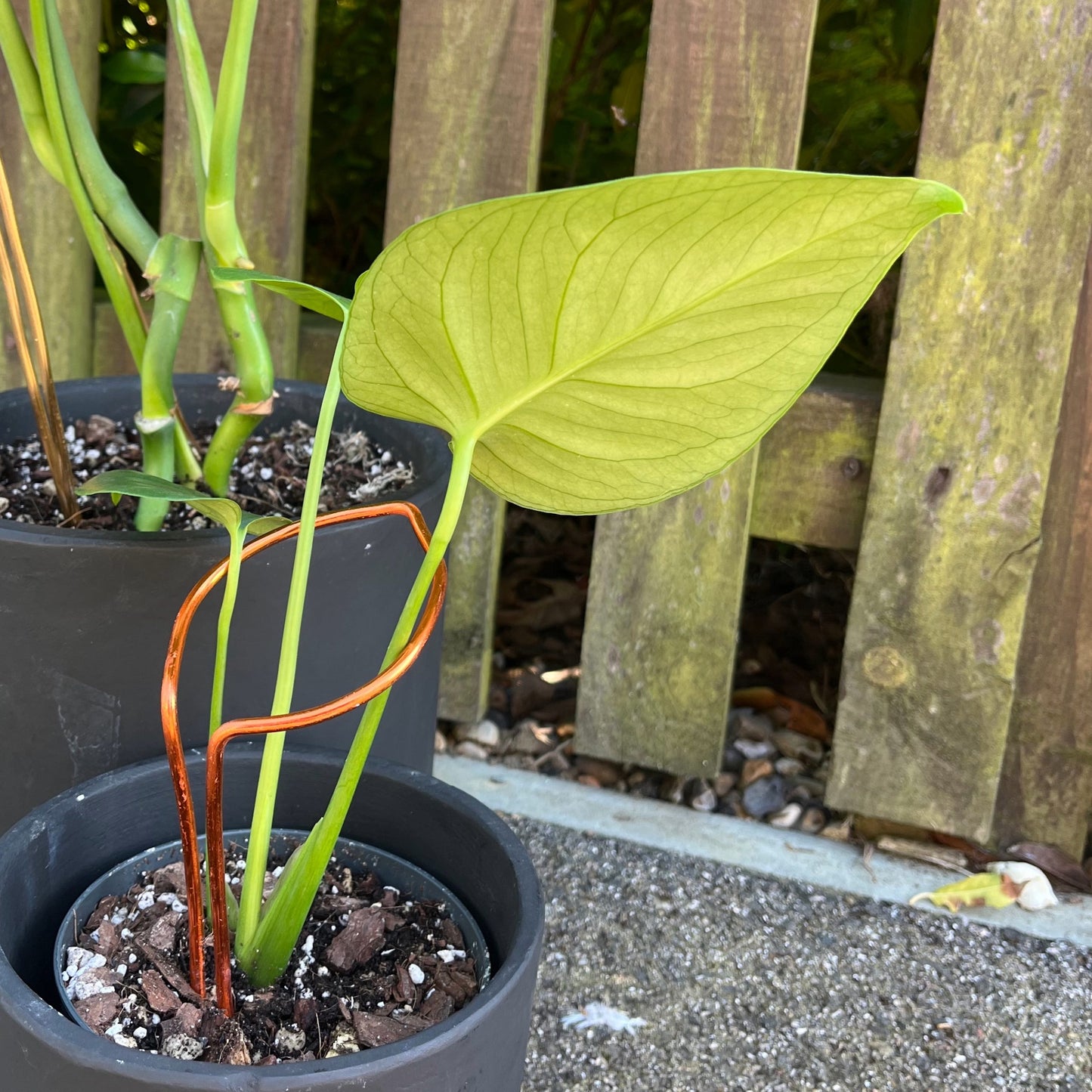 Leaf-shaped plant support handcrafted from sustainably sourced coloured aluminium in a rich dark copper finish; designed to support leggy plants with both function and elegance.