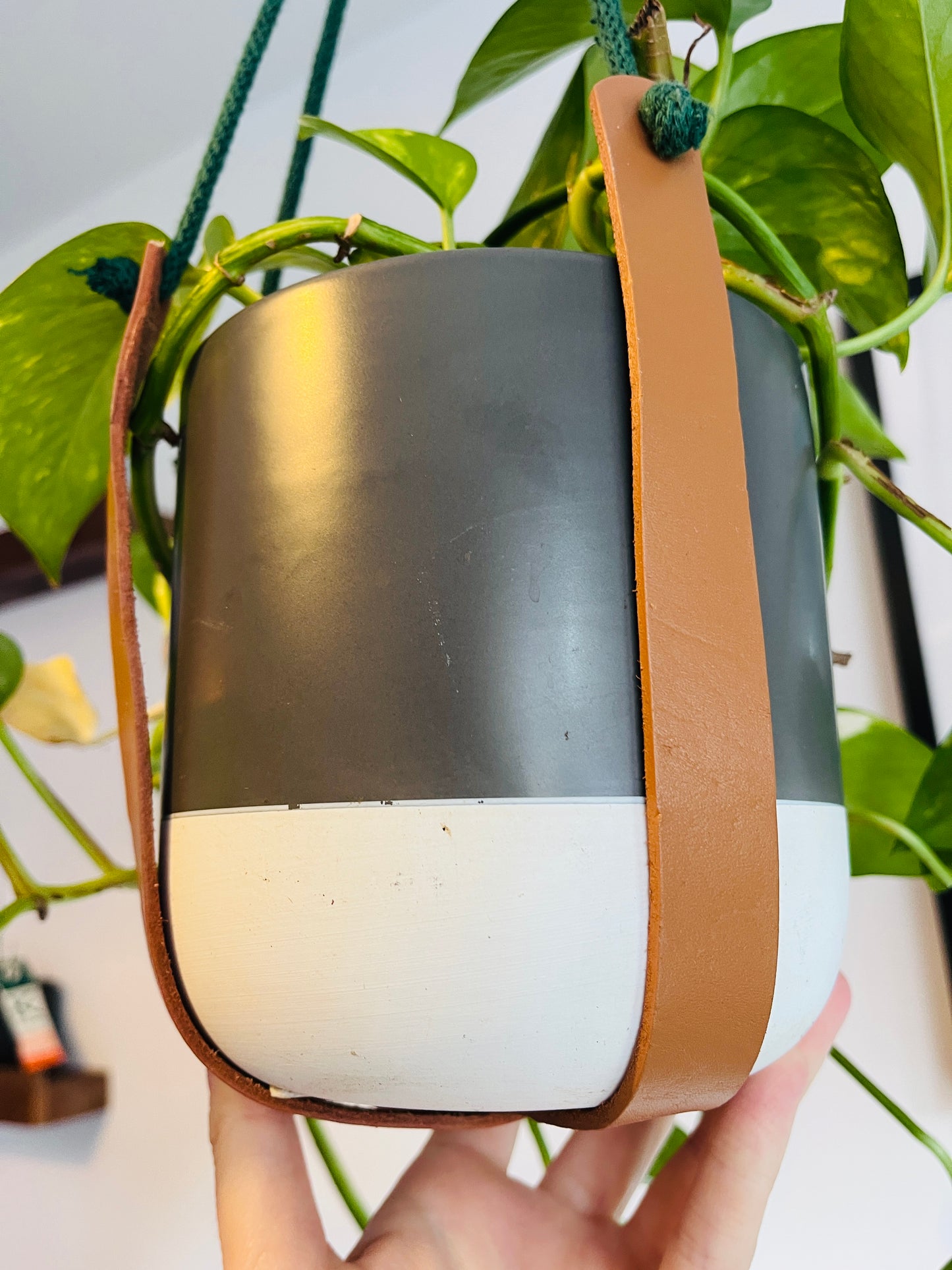 Hanging plant, brown strap held in front of green plants