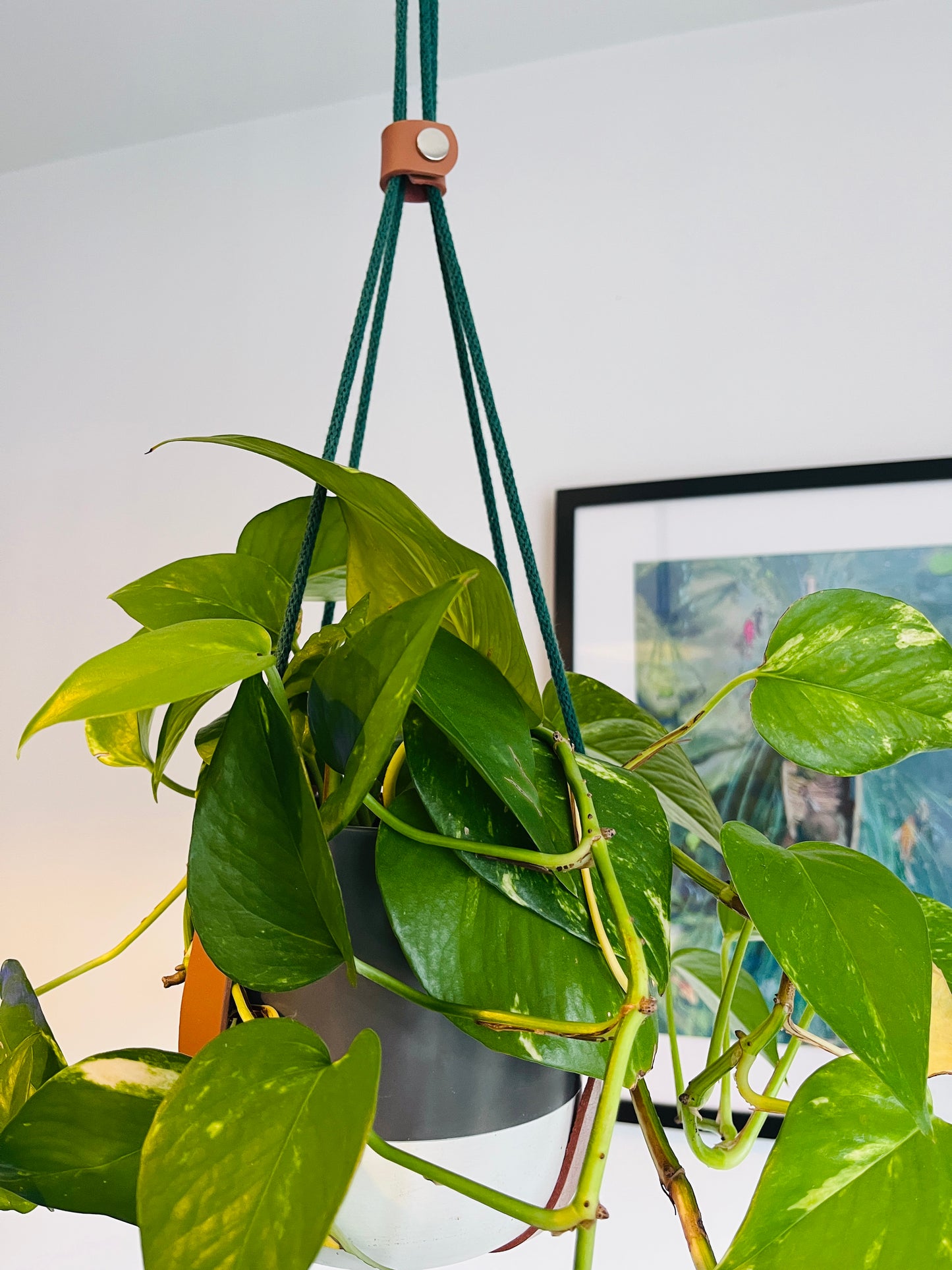 Hanging green plant in a room with a framed picture on the wall.