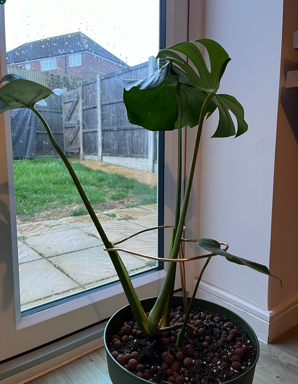 Monstera Dubia Leaf-Shaped Plant Support