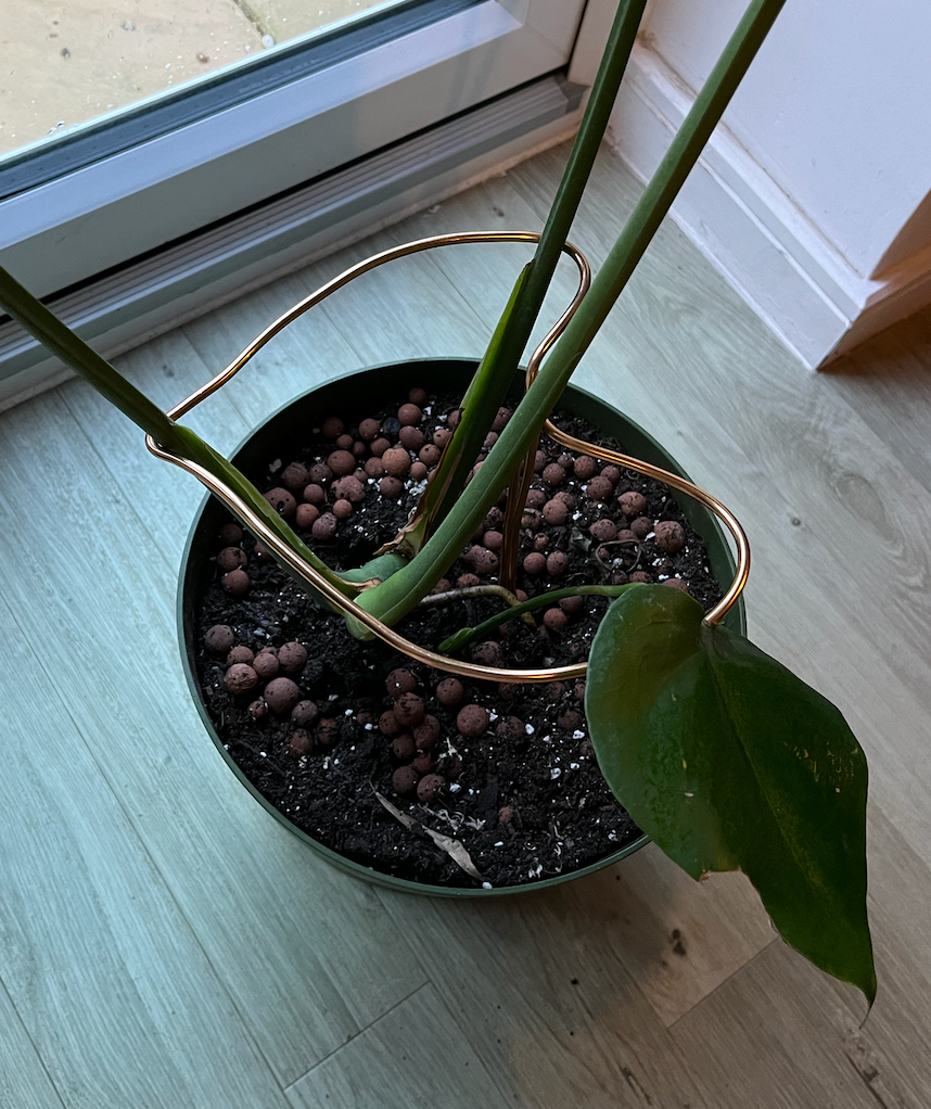 Monstera moss pole alternative