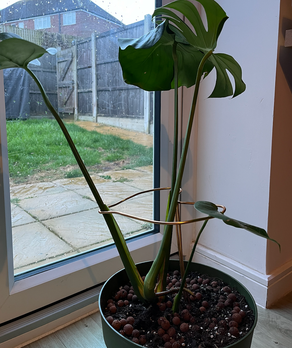 Monstera moss pole alternative