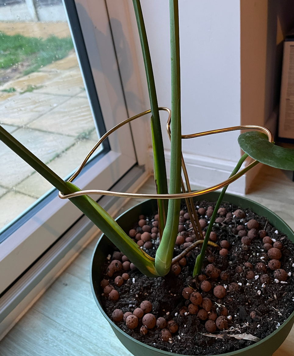 Monstera moss pole alternative