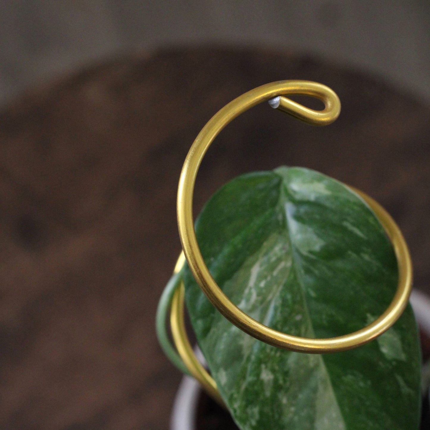 Double spiral plant support made from yellow gold aluminium, propping up a leafy Syngonium in a white pot, placed outdoors against a wooden fence.