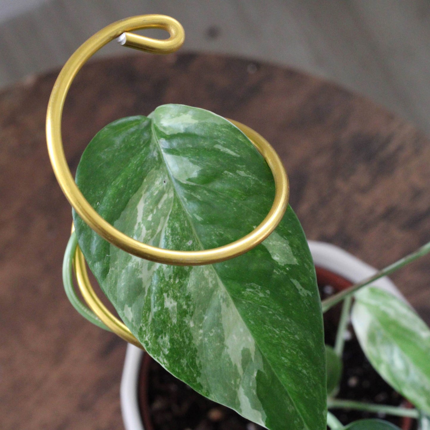 Double spiral plant support made from yellow gold aluminium, propping up a leafy Syngonium in a white pot, placed outdoors against a wooden fence.