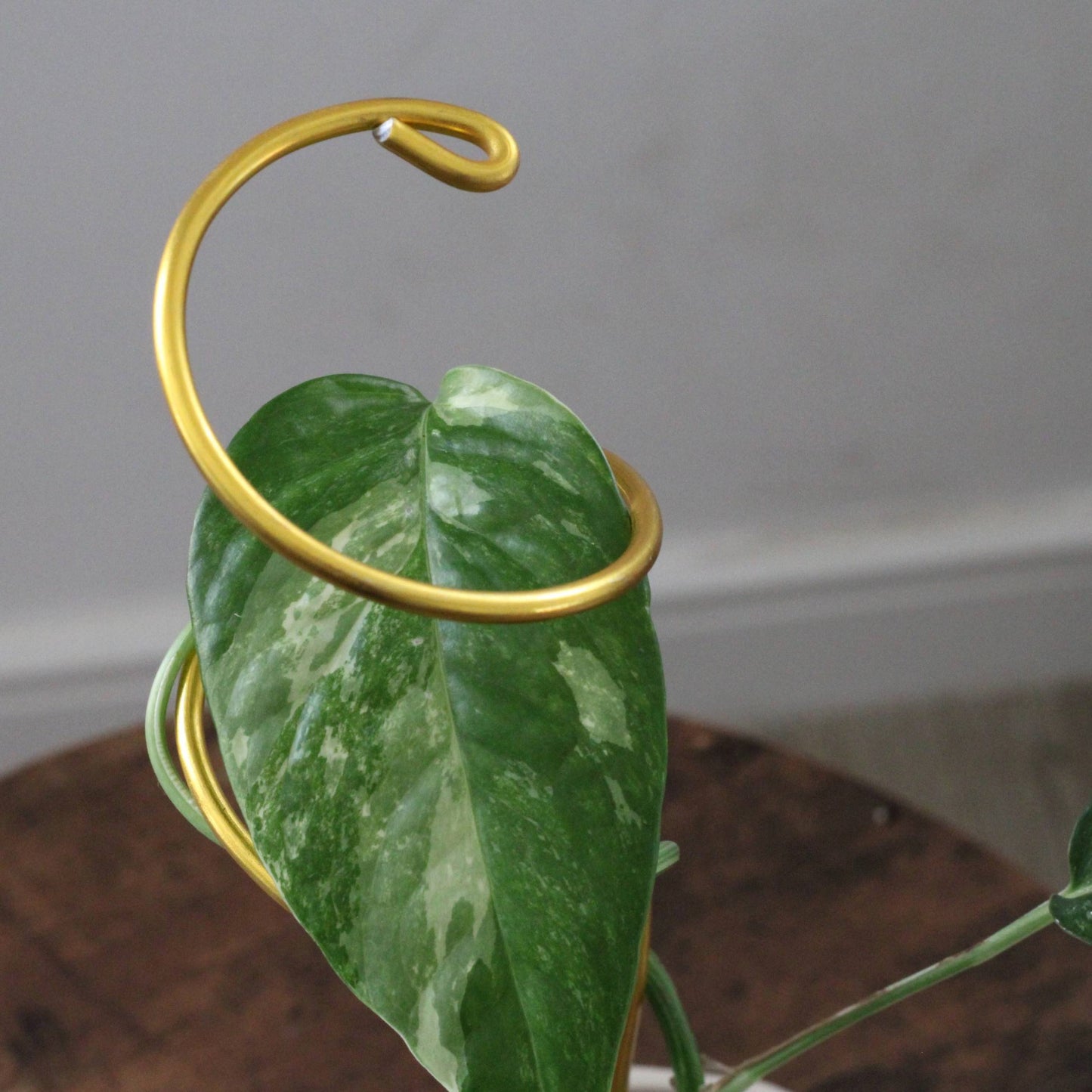 Double spiral plant support made from yellow gold aluminium, propping up a leafy Syngonium in a white pot, placed outdoors against a wooden fence.