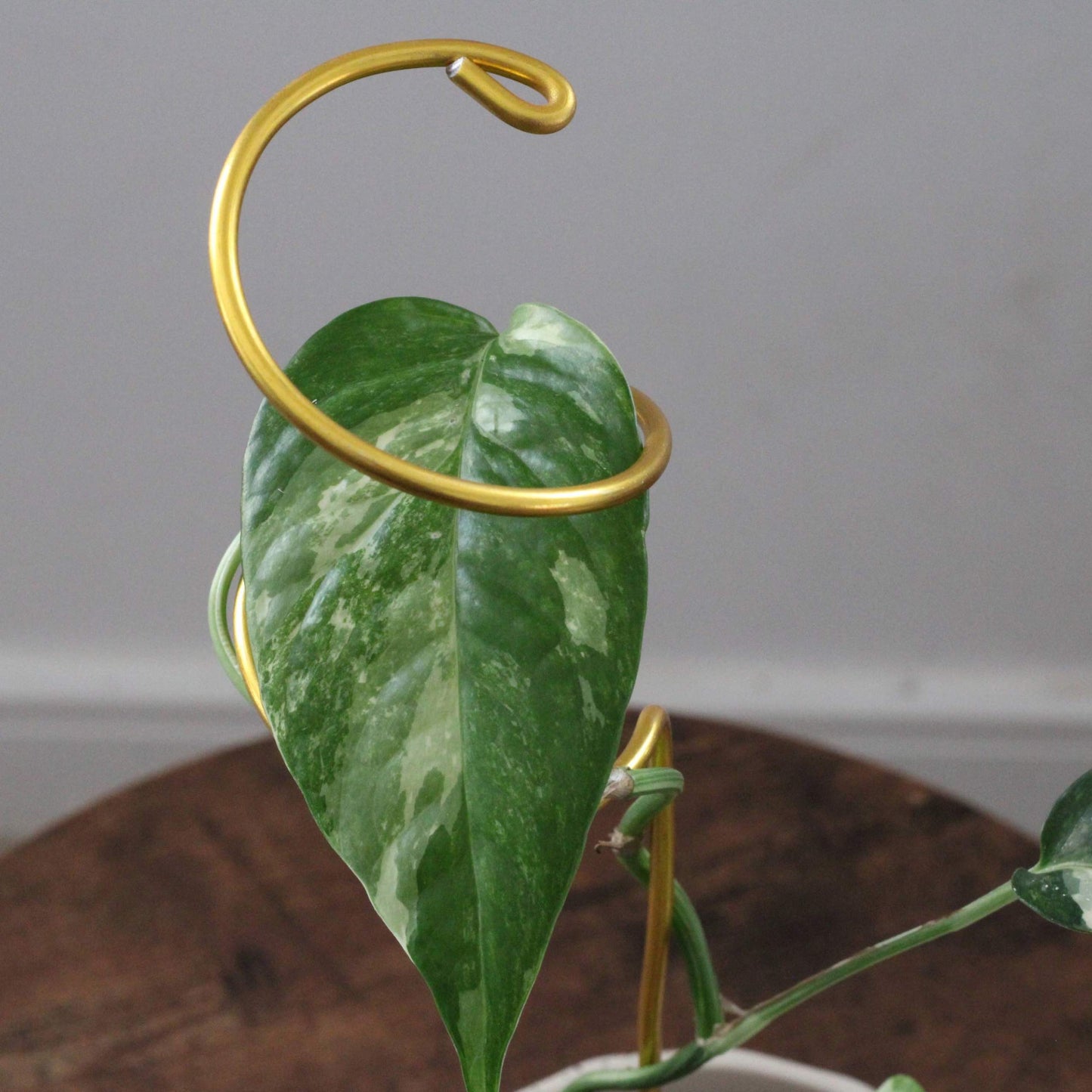 Double spiral plant support made from yellow gold aluminium, propping up a leafy Syngonium in a white pot, placed outdoors against a wooden fence.