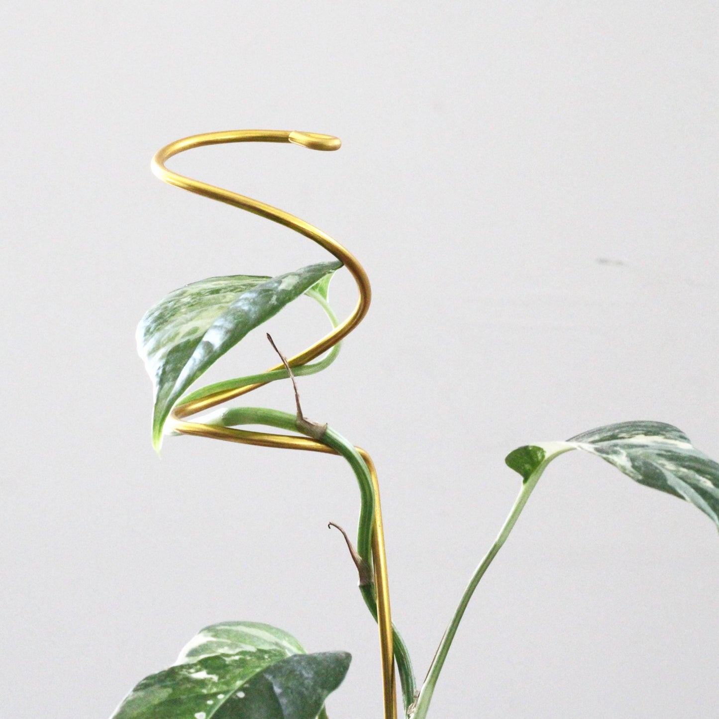 Double spiral plant support made from yellow gold aluminium, propping up a leafy Syngonium