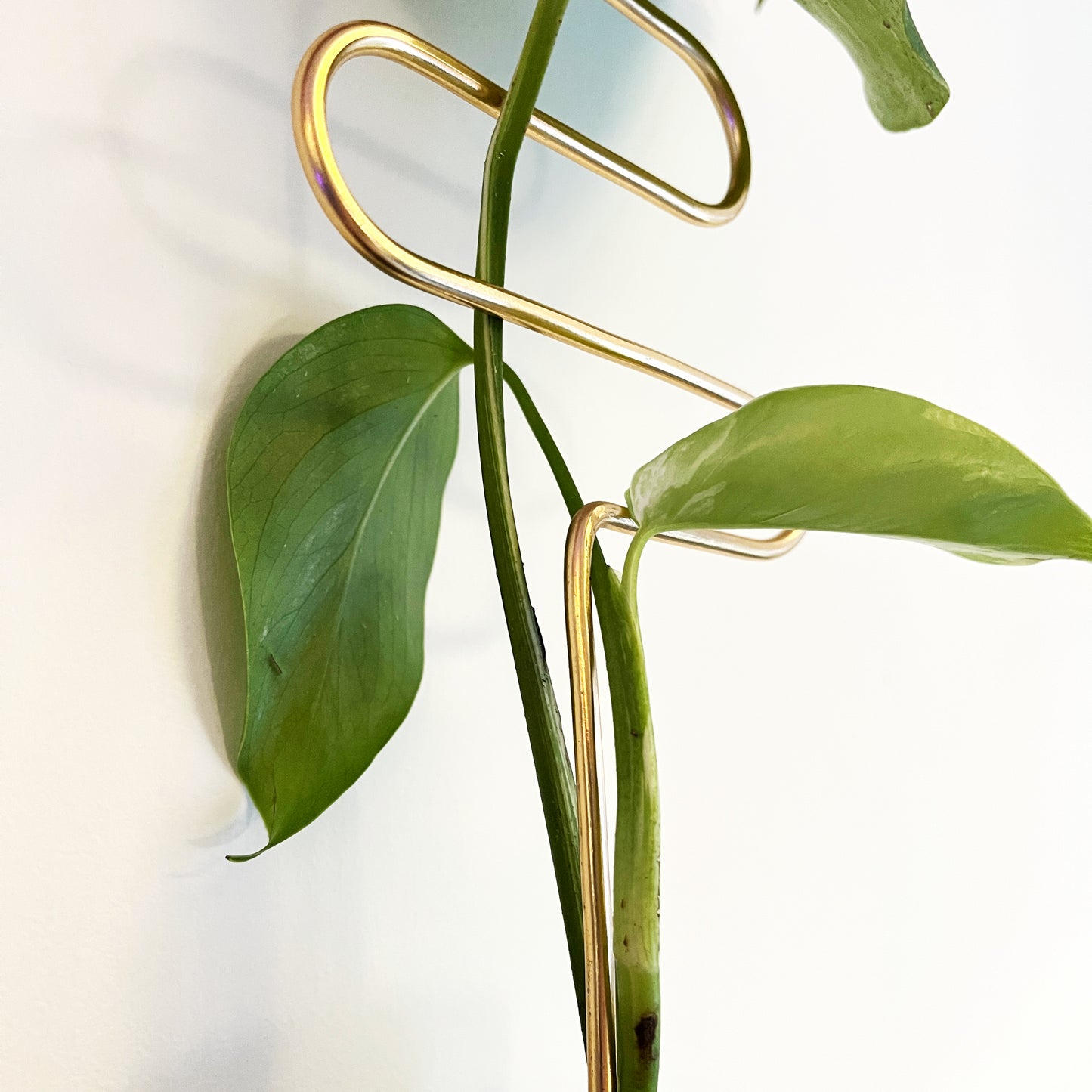 Wiggle Plant Stake