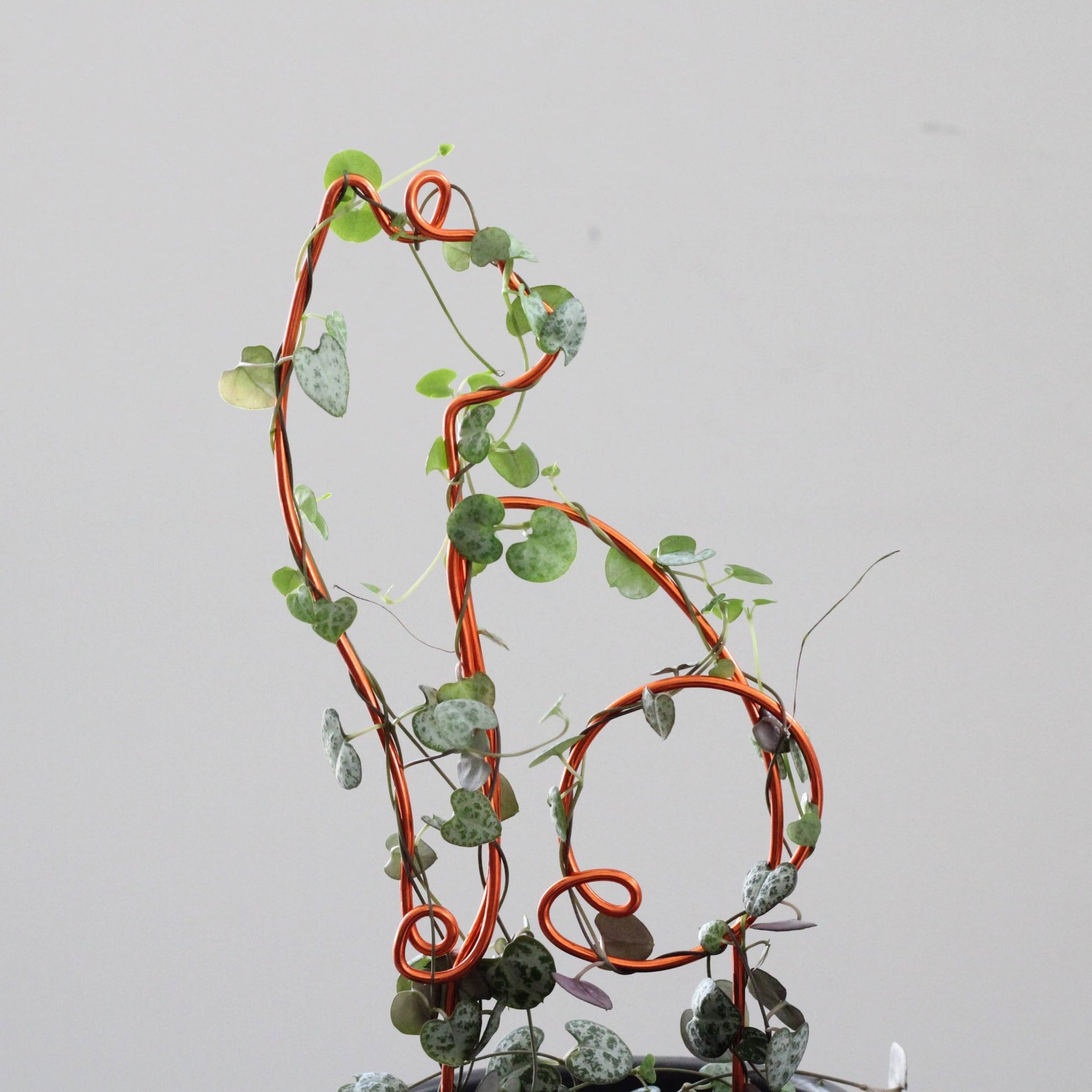 Cat-shaped plant trellis handcrafted from sustainable aluminium wire in a rich copper tone; a playful, decorative support for trailing plants like String of Hearts, perfect for pet lovers and plant enthusiasts.
