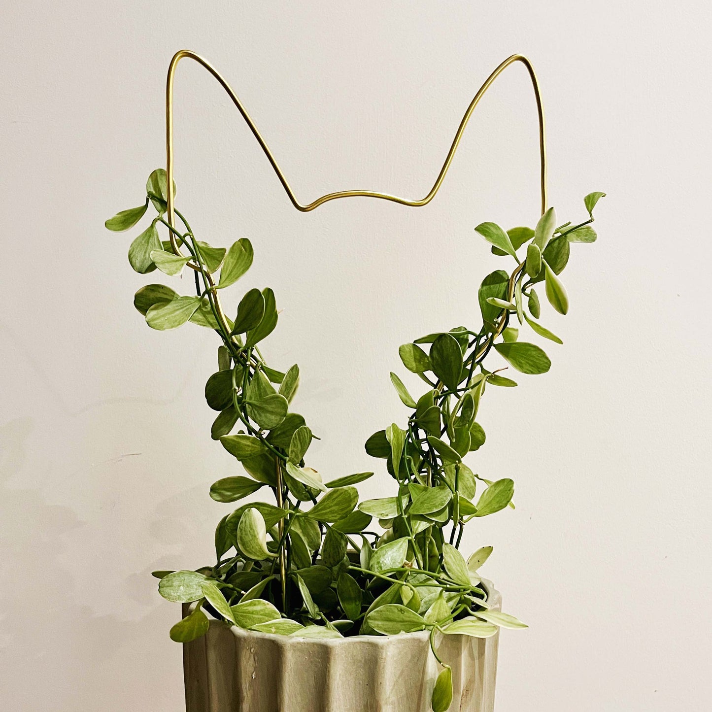 Gold aluminium dog ear trellis supporting a trailing Hoya plant in a fluted grey pot—ideal for dog lovers and indoor plant enthusiasts.