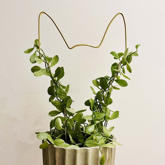 Gold aluminium dog ear trellis supporting a trailing Hoya plant in a fluted grey pot—ideal for dog lovers and indoor plant enthusiasts.