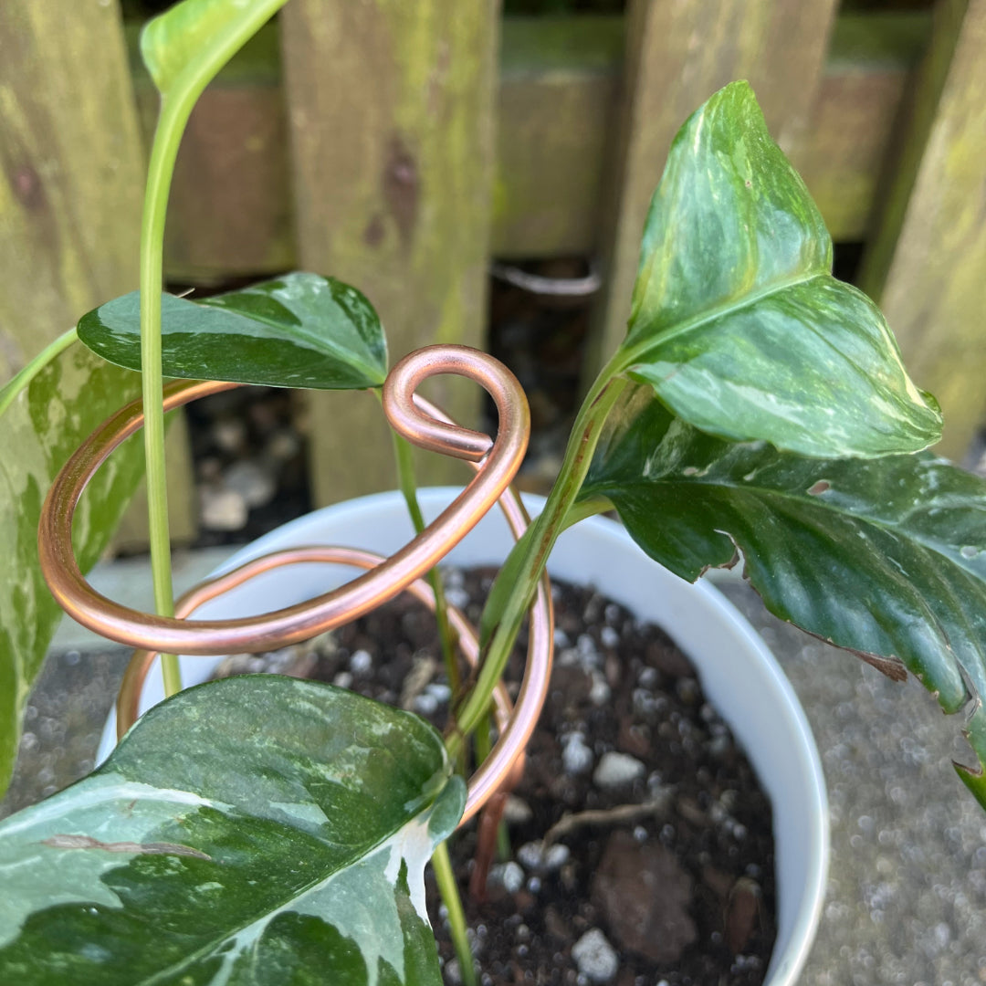 Double spiral plant support made from light copper aluminium, propping up a leafy Syngonium in a white pot, placed outdoors against a wooden fence.