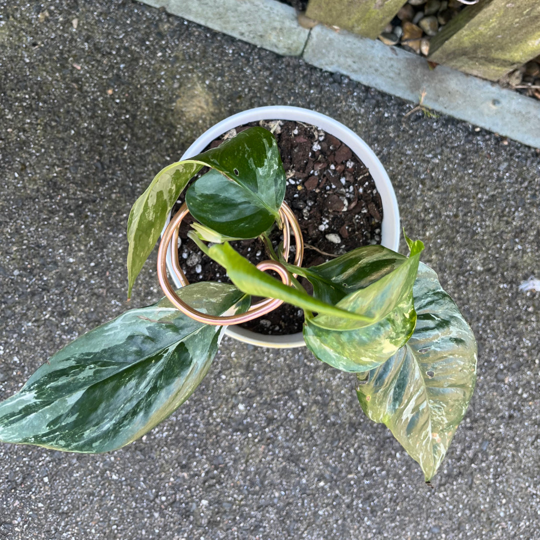 Double spiral plant support made from light copper aluminium, propping up a leafy Syngonium in a white pot, placed outdoors against a wooden fence.