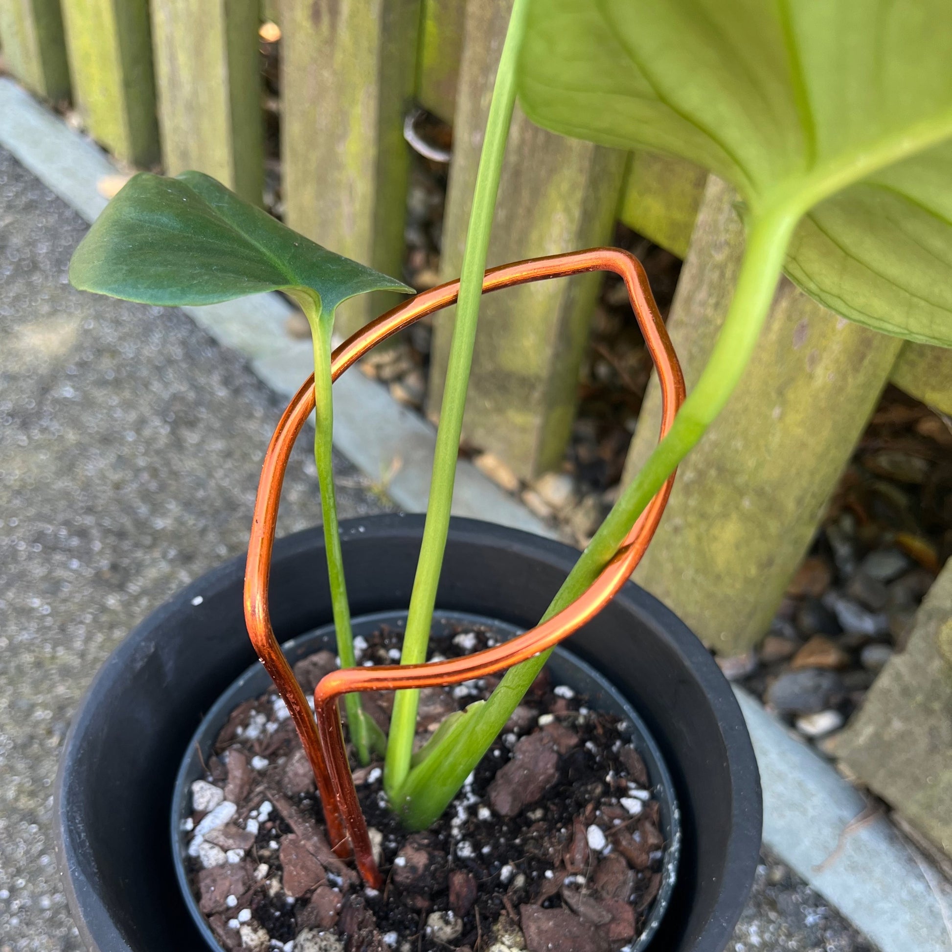 Leaf-shaped plant support handcrafted from sustainably sourced coloured aluminium in a rich dark copper finish; designed to support leggy plants with both function and elegance.