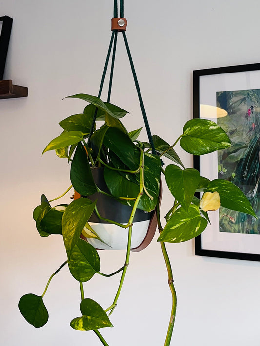 Handmade Leather and Cotton Cord Plant Hanger