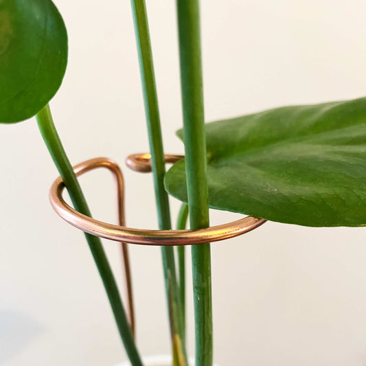 Plant Stake