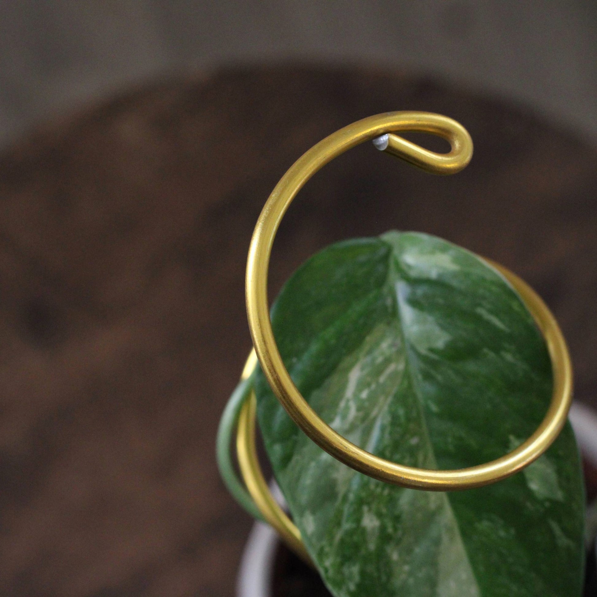 Double spiral plant support made from yellow gold aluminium, propping up a leafy Syngonium in a white pot, placed outdoors against a wooden fence.